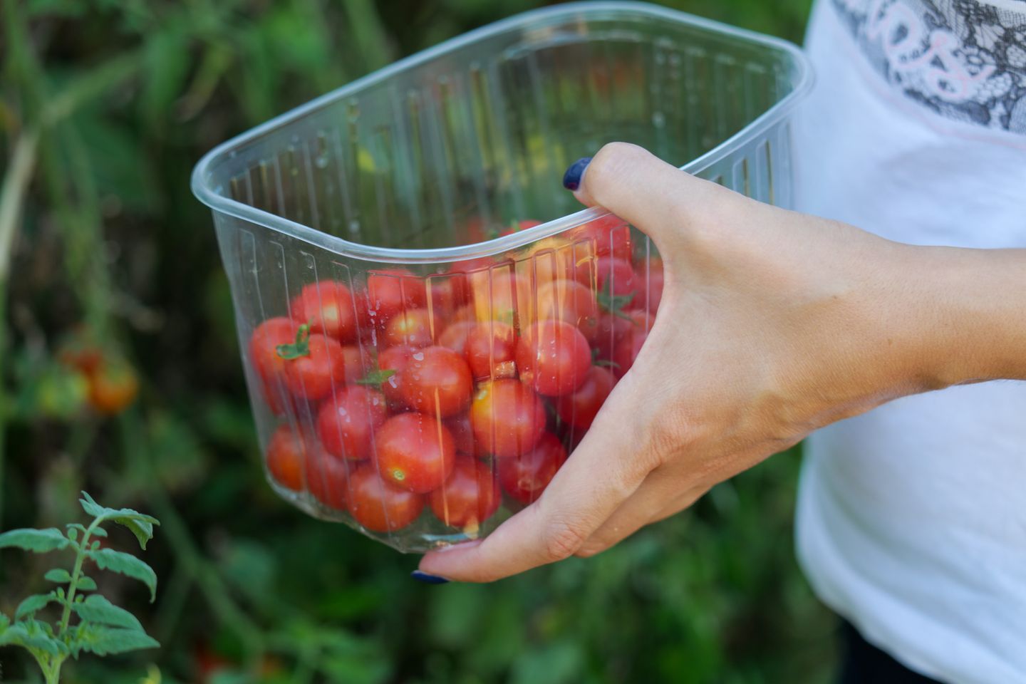 V češnjevih paradižnikih odkrili salmonelo, okužena pošiljka bi lahko bila tudi v Sloveniji