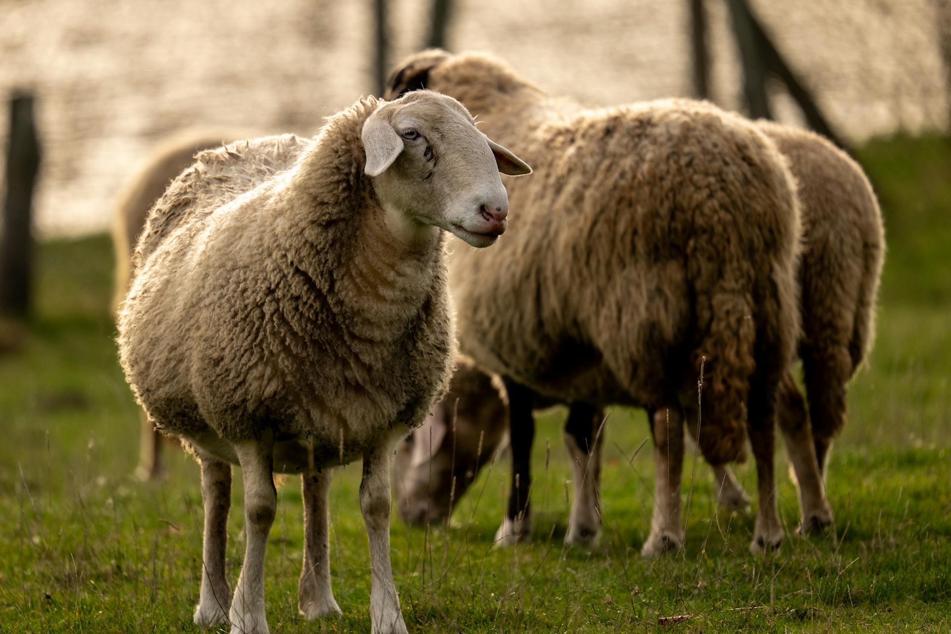 Na Hrvaškem potrdili nevarno bolezen, ki se običajno ne pojavlja v EU