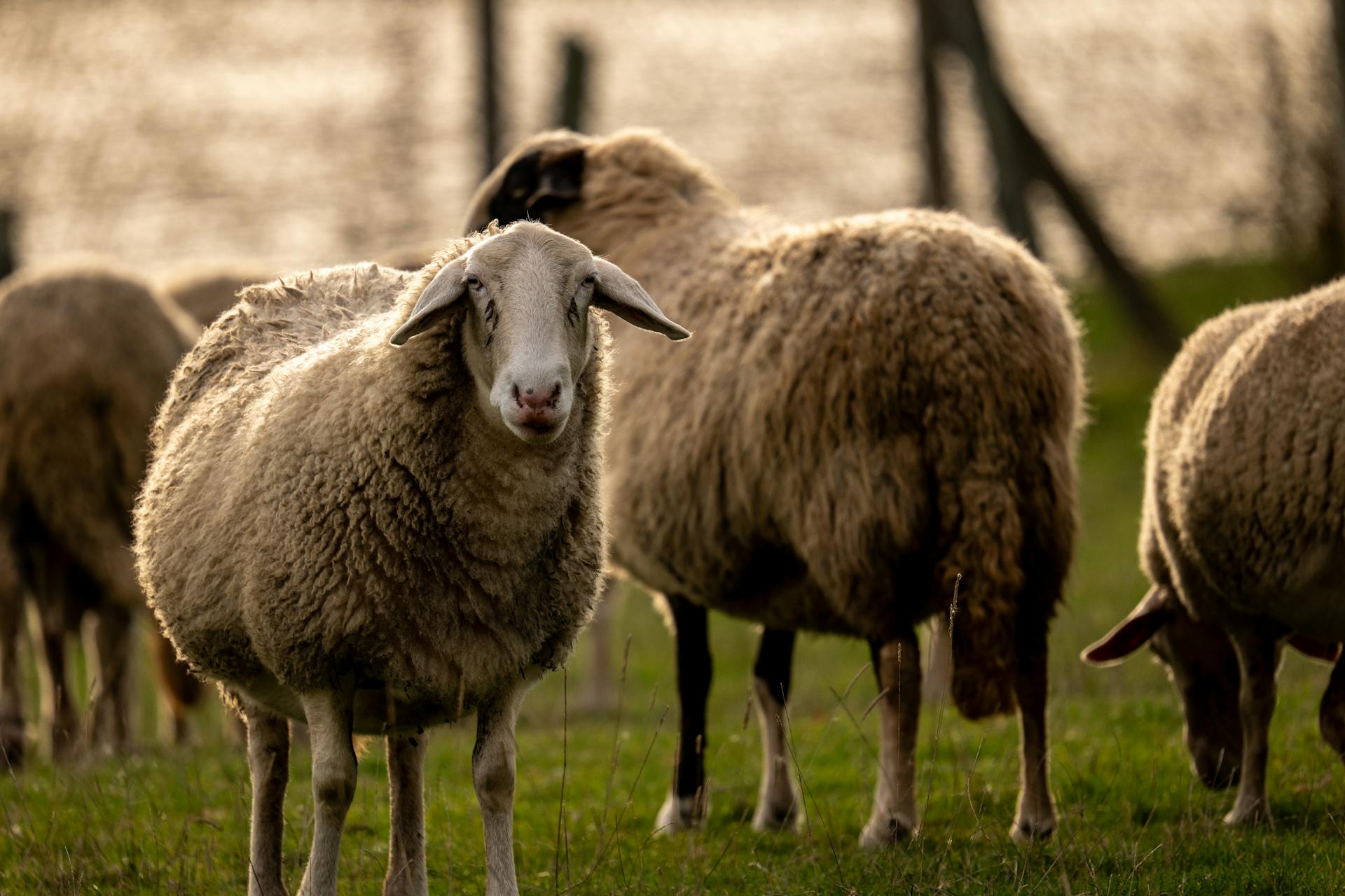 Alarmantno: V Sloveniji zaradi te bolezni vsak dan pogine skoraj 100 živali