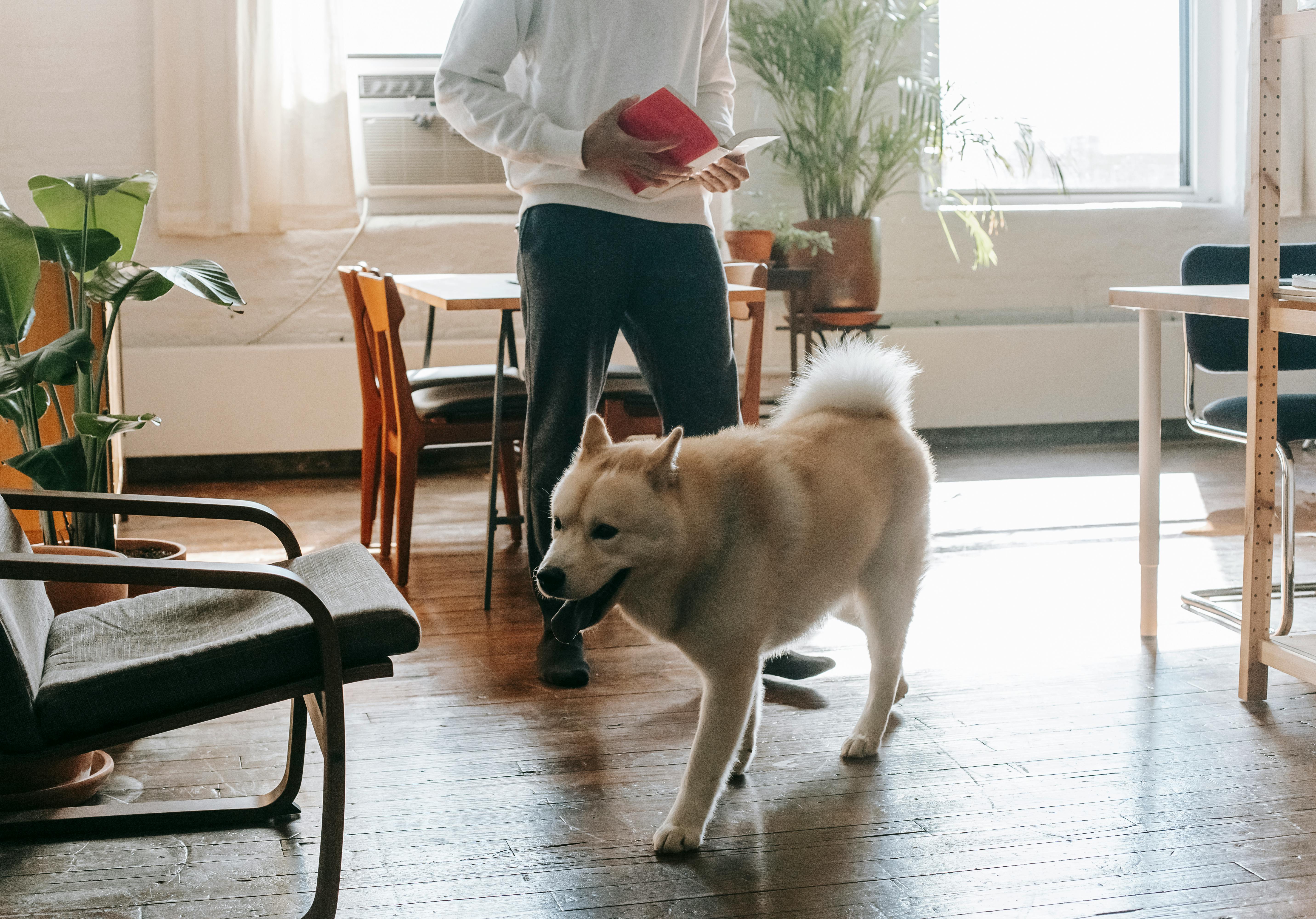 Strokovnjaki opozarjajo: Če vam pes nenehno sledi, vam morda sporoča tole