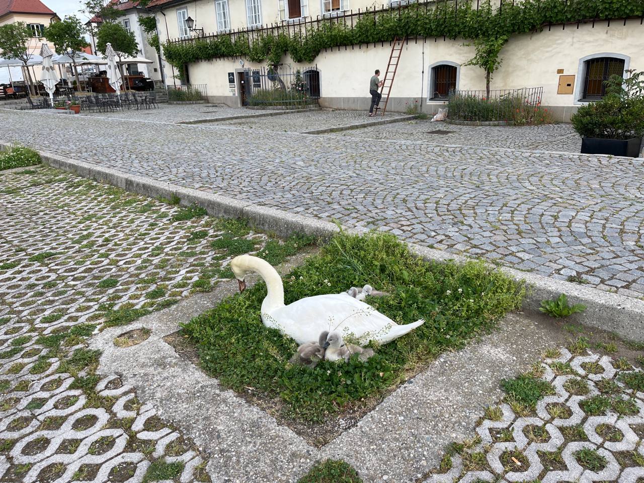 FOTO: Poglejte si labodje mladičke z Lenta