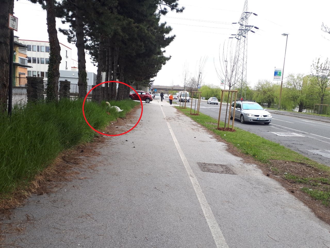 FOTO: Previdno na Oreškem nabrežju, laboda gnezdita tik ob cestišču