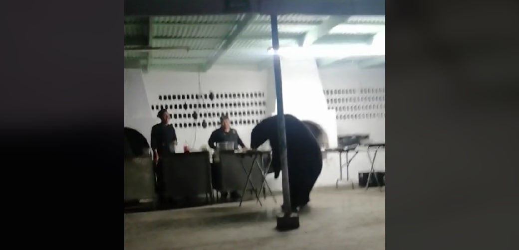 VIDEO: Velik medved vdrl na zabavo in si postregel s hrano iz bifeja