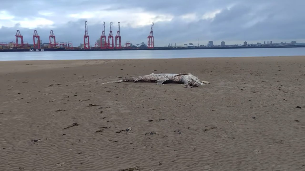 VIDEO: Ogromno morsko bitje, najdeno na plaži: "Še nikoli nisem videl česa takega"