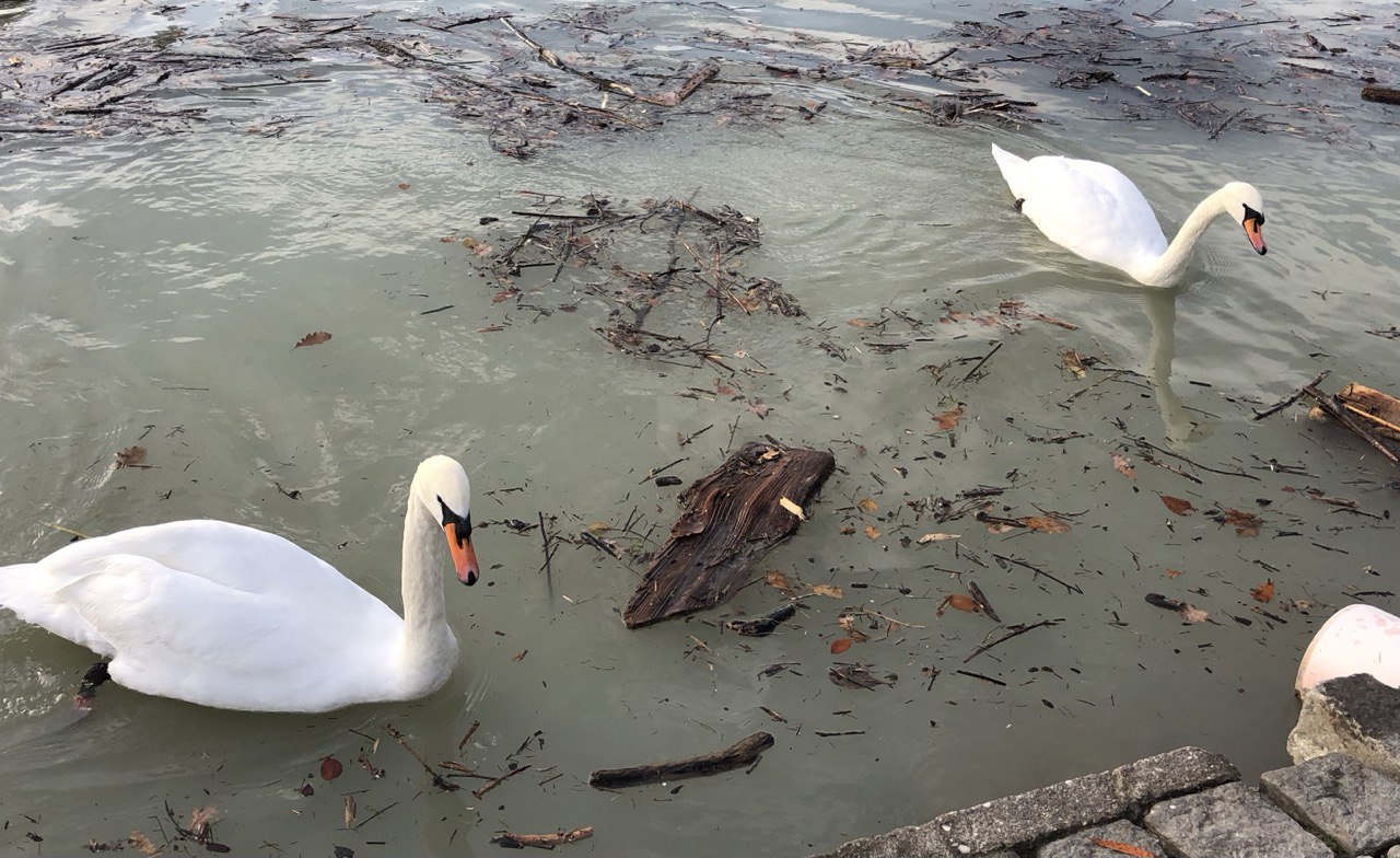 Na Dravi pri labodih zaznali ptičjo gripo