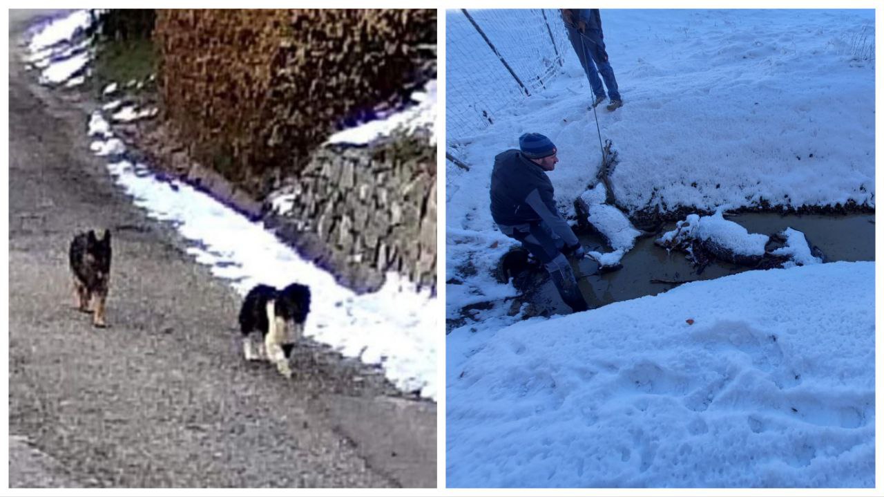 Pokoli nevarnih psov se dogajajo že dlje kot leto dni, zakaj ministrstvo ne ukrepa?