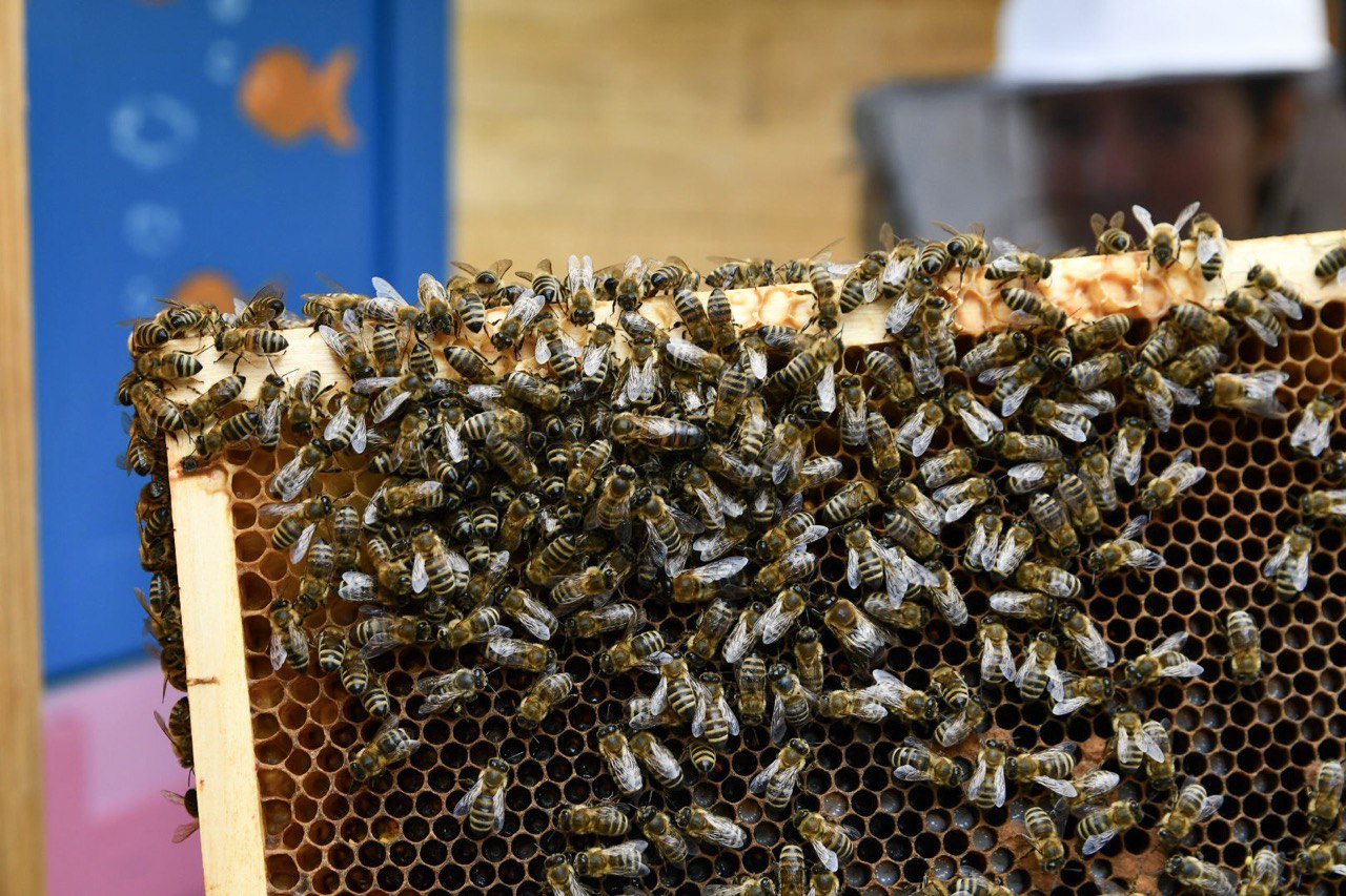 Nepovratna sredstva za čebelarje: Pridobite lahko 25.000 evrov