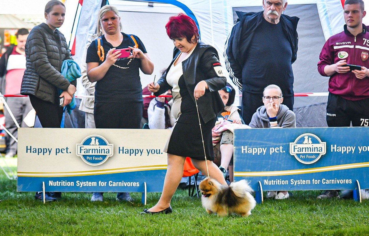 V Mariboru se bodo na razstavi psov predstavile pasme iz kar 37 držav
