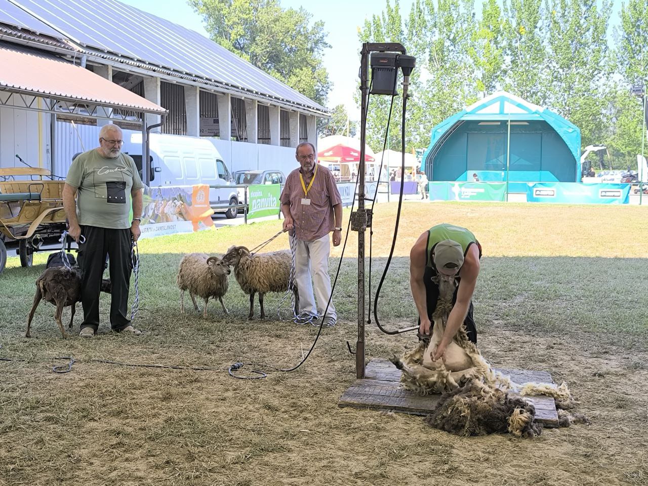 FOTO in VIDEO: Veljalo je, da slovenske ovce nimajo kvalitetne volne, a »ni je tako slabe volne, da je ne bi mogli predelati«