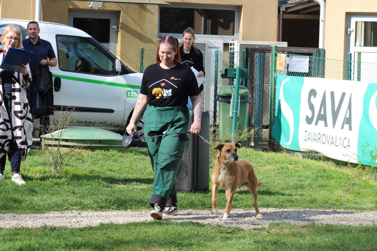 Za vsakim parom oči v zavetišču je zgodba: V soboto jih lahko v Mariboru slišite sami