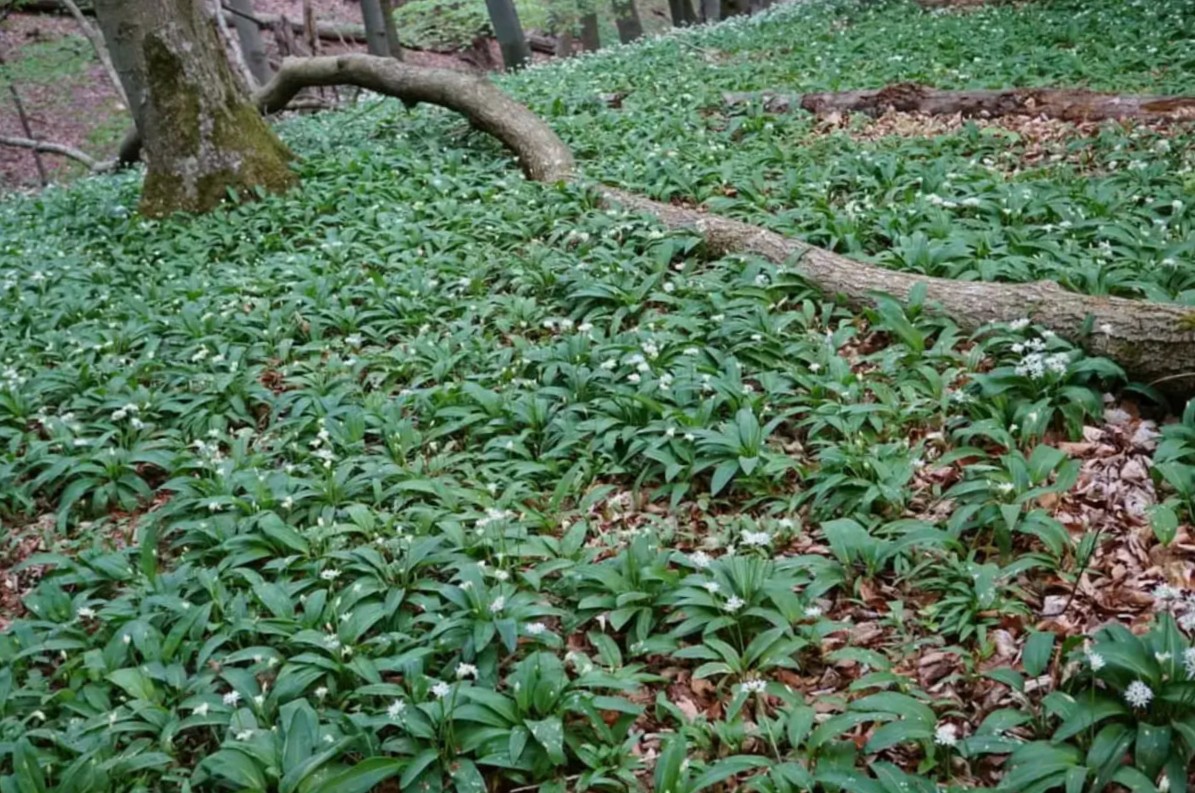 Na NIJZ opozarjajo: Zastrupitev je lahko smrtno nevarna že pri 1–2 listih