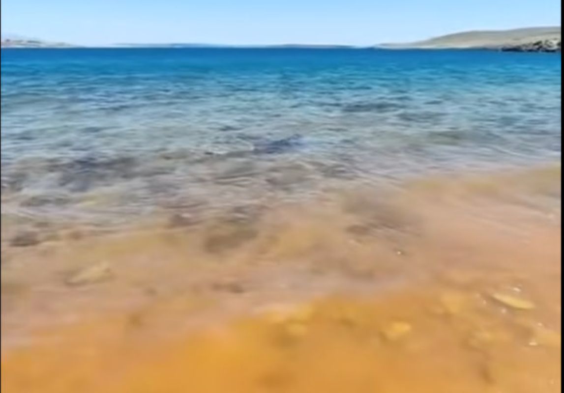 Na otoku Pag v plitvini opazili morskega psa, biologi zmedeni (VIDEO)