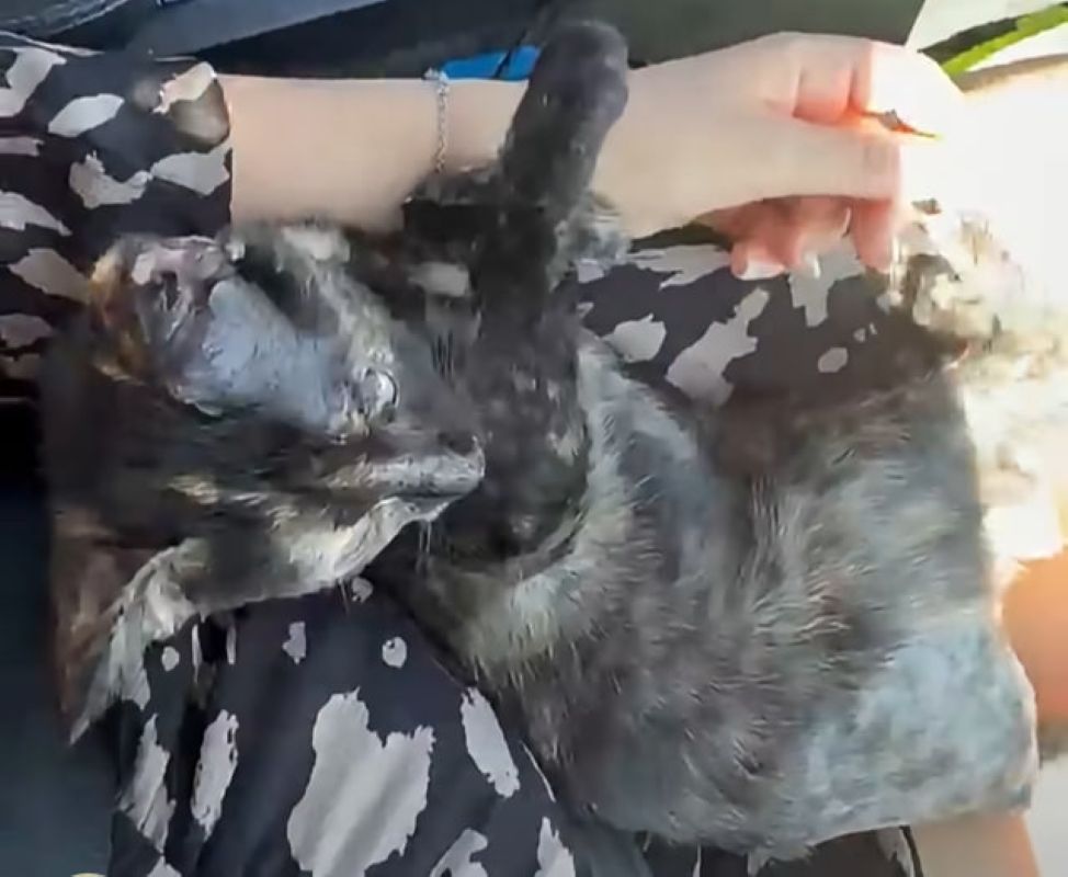 Incident iz Štajerske razburja javnost: Veterinarka ni želela vstati, da bi pomagala hudo poškodovani muci
