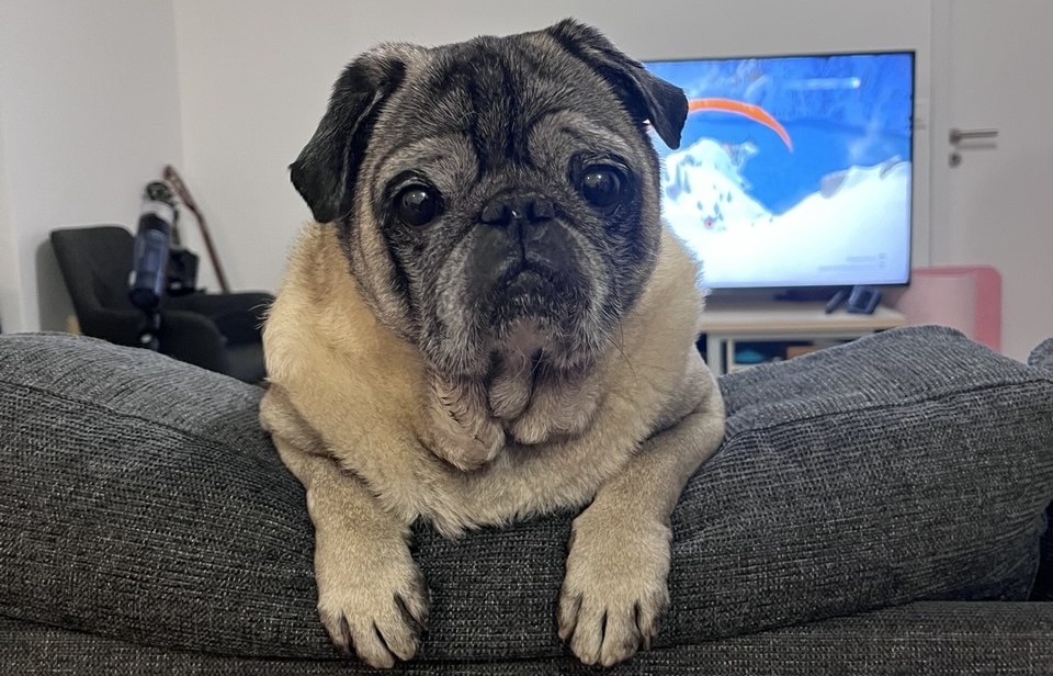 Vaš ljubljenček je morda starejši, kot si mislite: Tako se dejansko izračuna starost psa