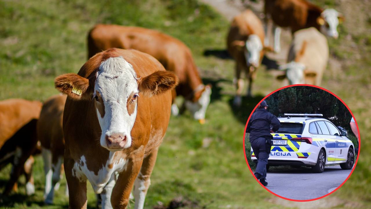 Policisti obravnavali čredo podivjanega goveda, to se je zgodilo...