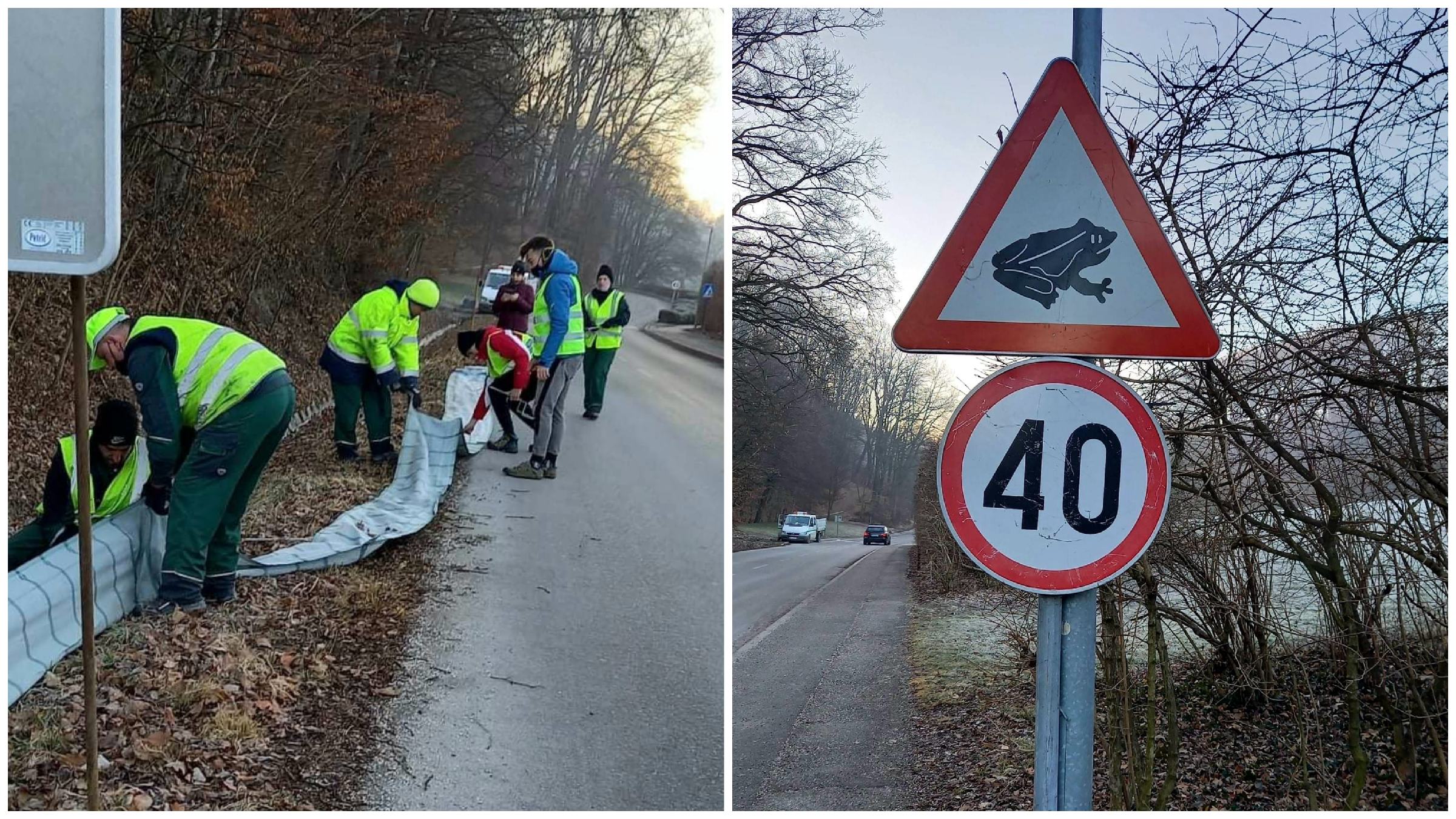 Vozniki, previdno! Spet se začenjajo množične selitve dvoživk čez cesto