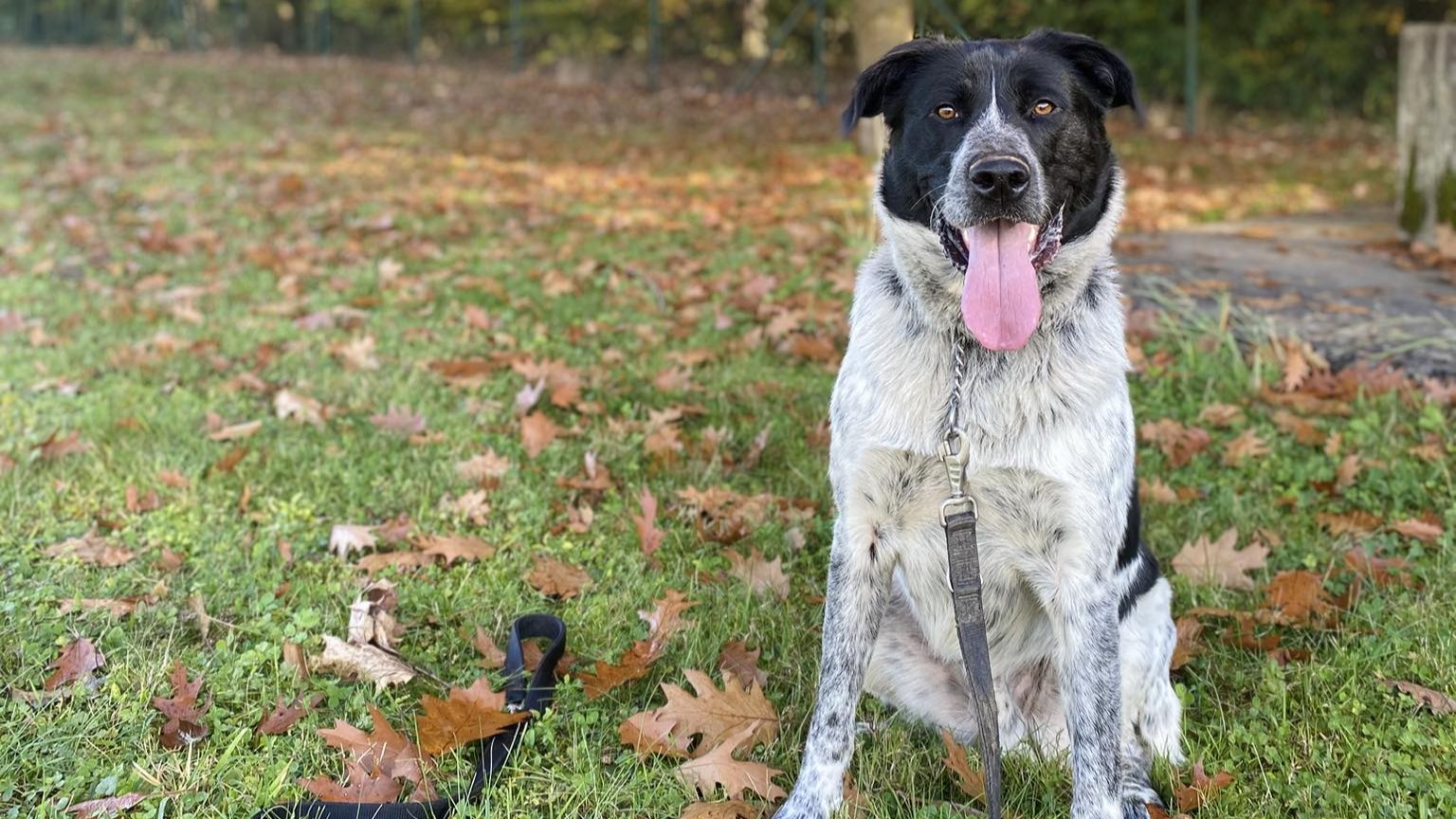 Mlad in ljubezniv Piko bo v zavetišču kmalu dočakal najbolj žalostno obletnico