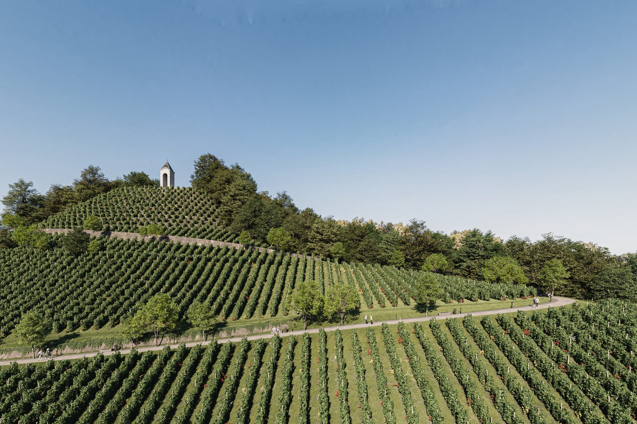 VIDEO: Na Piramidi bodo znova rasli vinogradi, že letos načrtujejo zasaditev 1000 trsov
