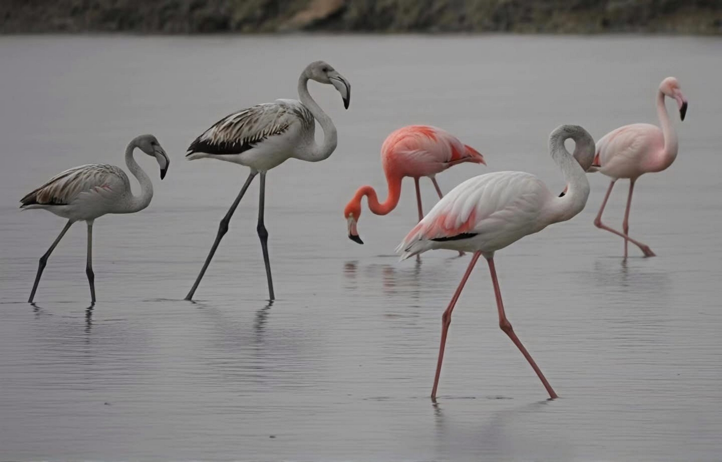 Redek prizor pri nas: Med plamenci se je pojavil eksotični gost