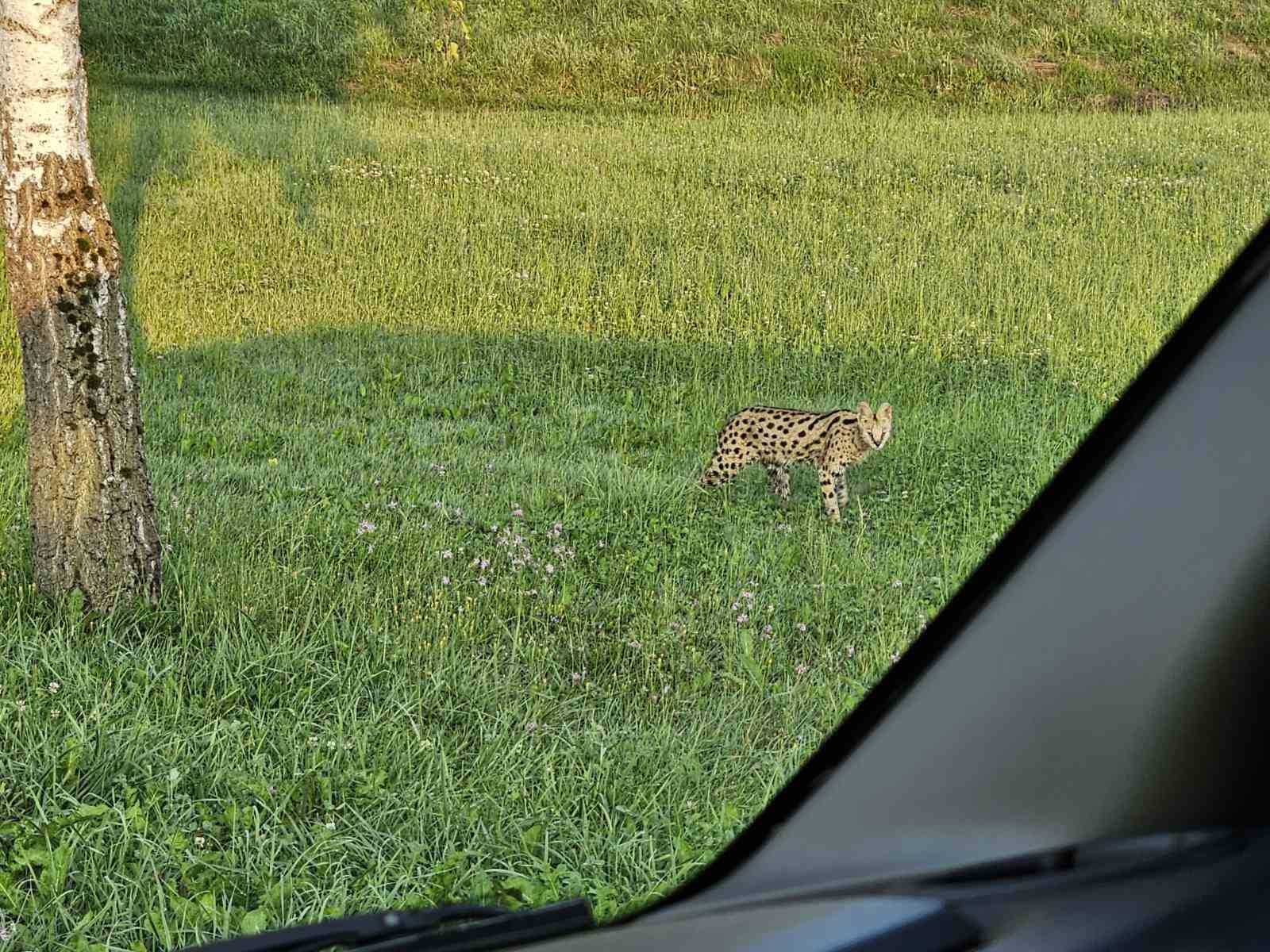 Pobegnila afriška divja mačka: Na štajerskem se prosto sprehaja serval (FOTO)