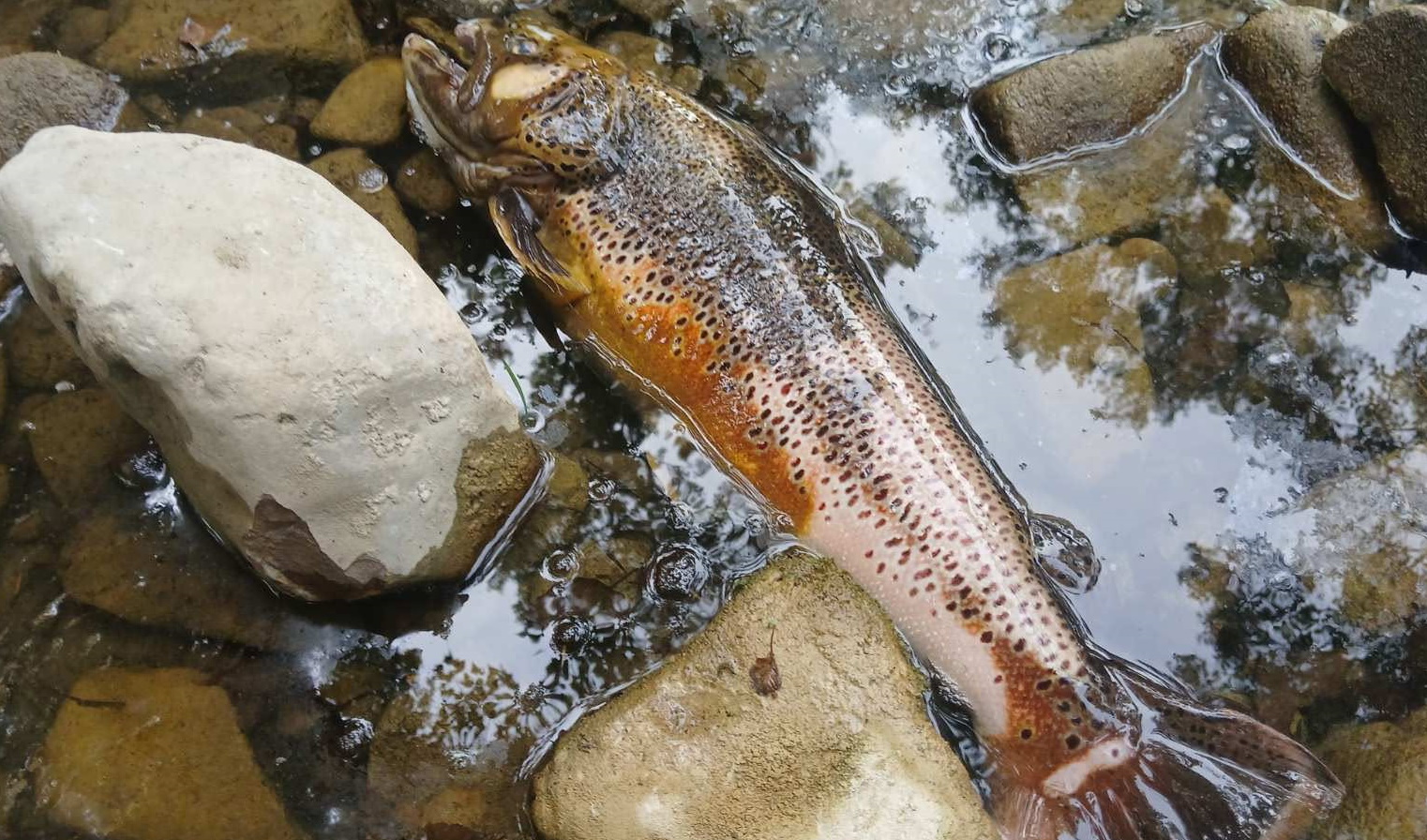 Neodgovorni posamezniki in lokalno podjetje krivi za segrevanje reke in pogin rib