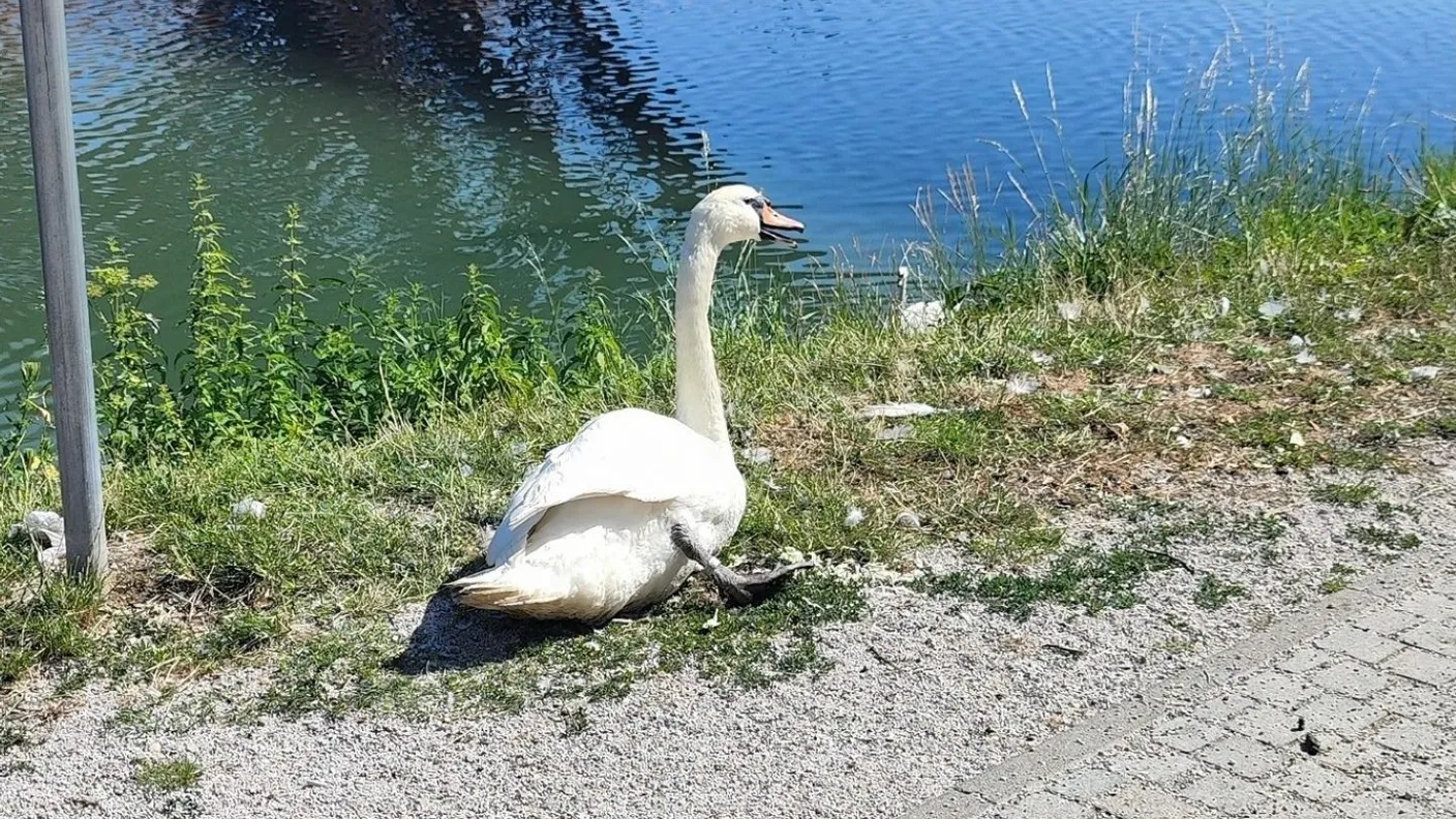 Pogrešanega laboda našli poginulega v Malečniku