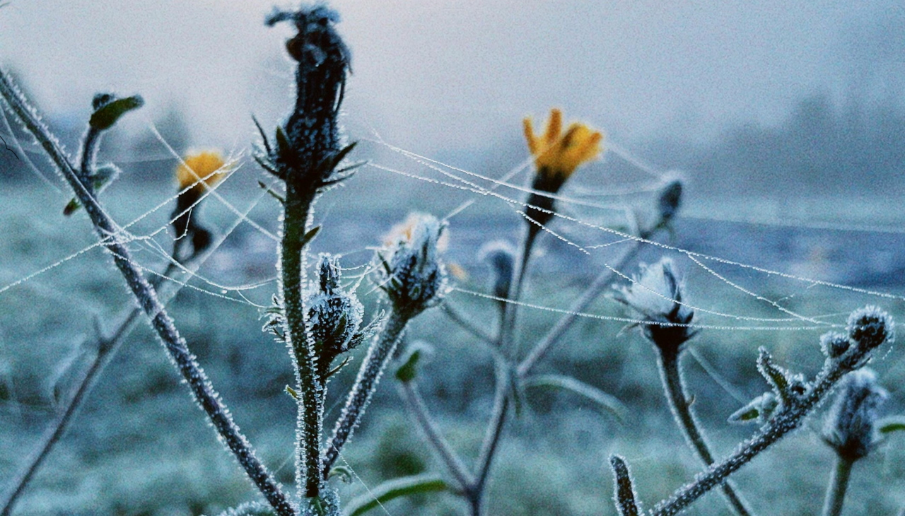Meteorologi svarijo pred pozebo: Preverite, katera območja bodo najbolj izpostavljena