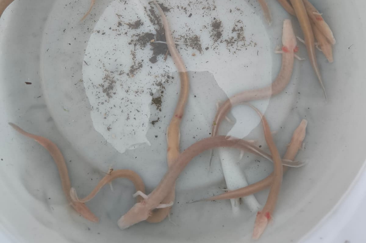 Redek prizor: Močno deževje naplavilo človeške ribice