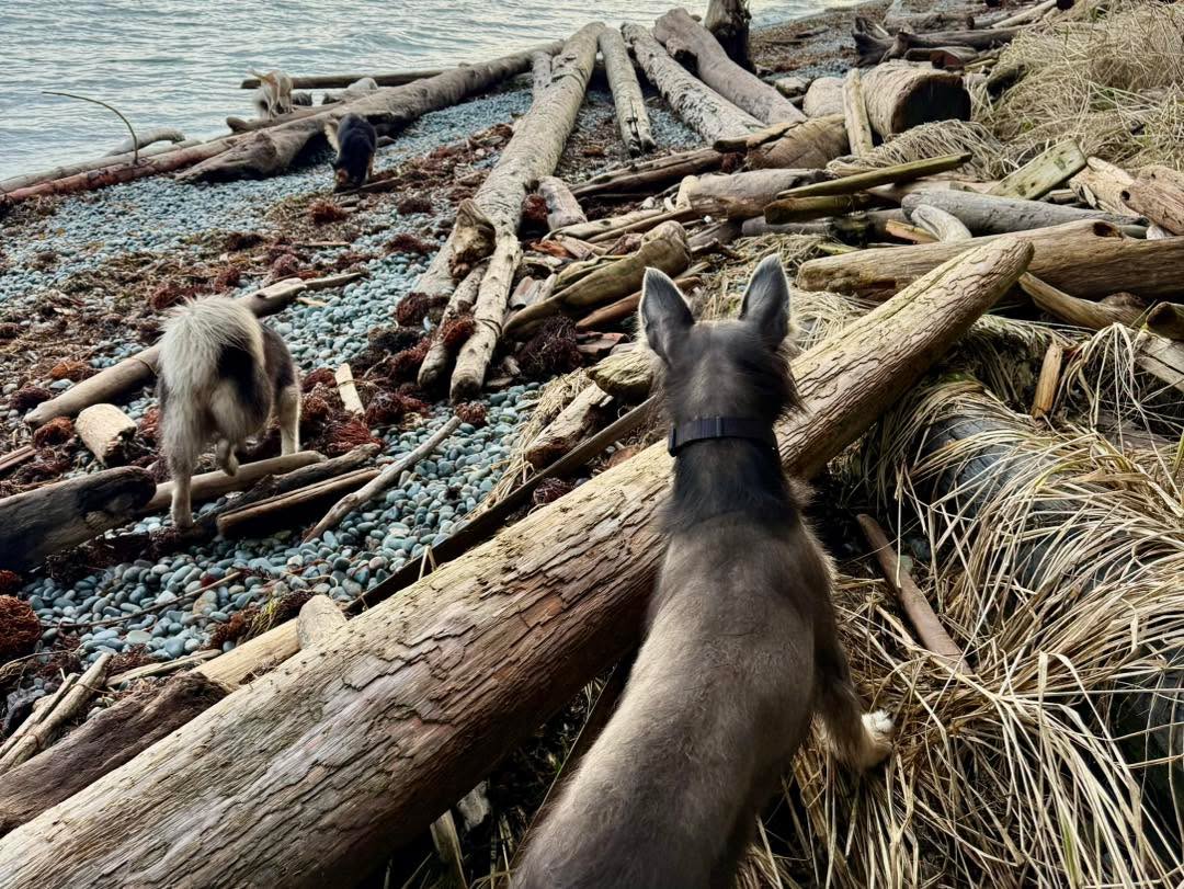 Dokumenti razkrivajo: Rusi in Srbi naj bi testirali zvočne topove na psih v Srbiji