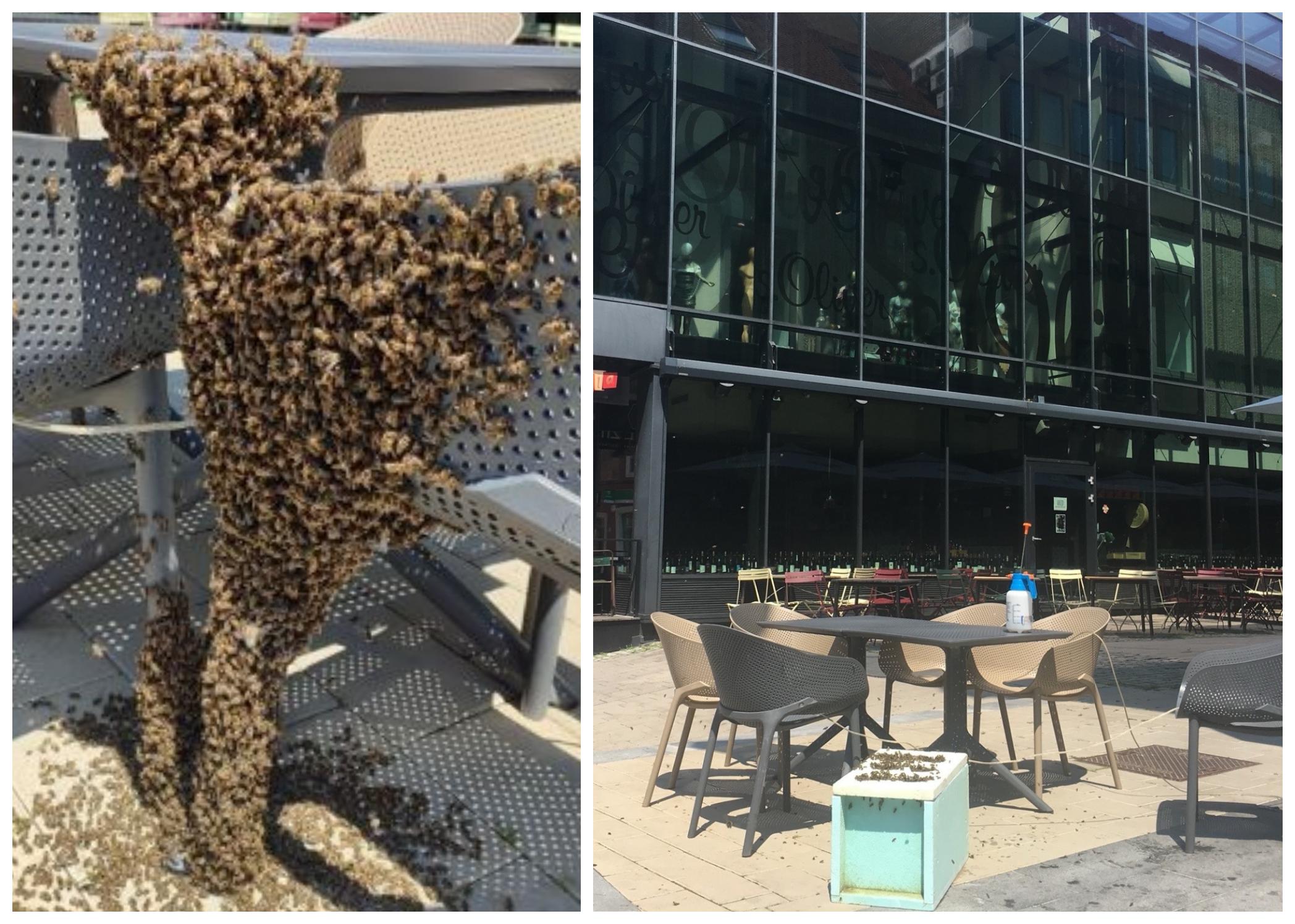 FOTO: V centru Maribora roj čebel zasedel mizo v priljubljenem lokalu