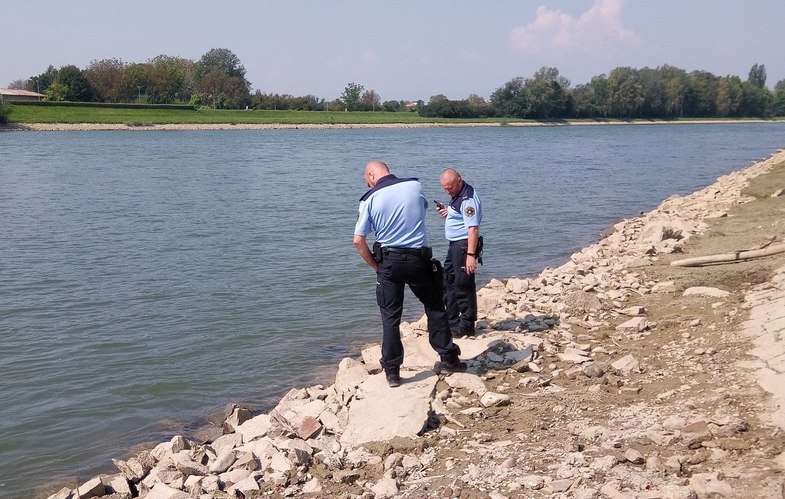 Zaradi ptičje gripe množičen pogin ptic na Ptuju