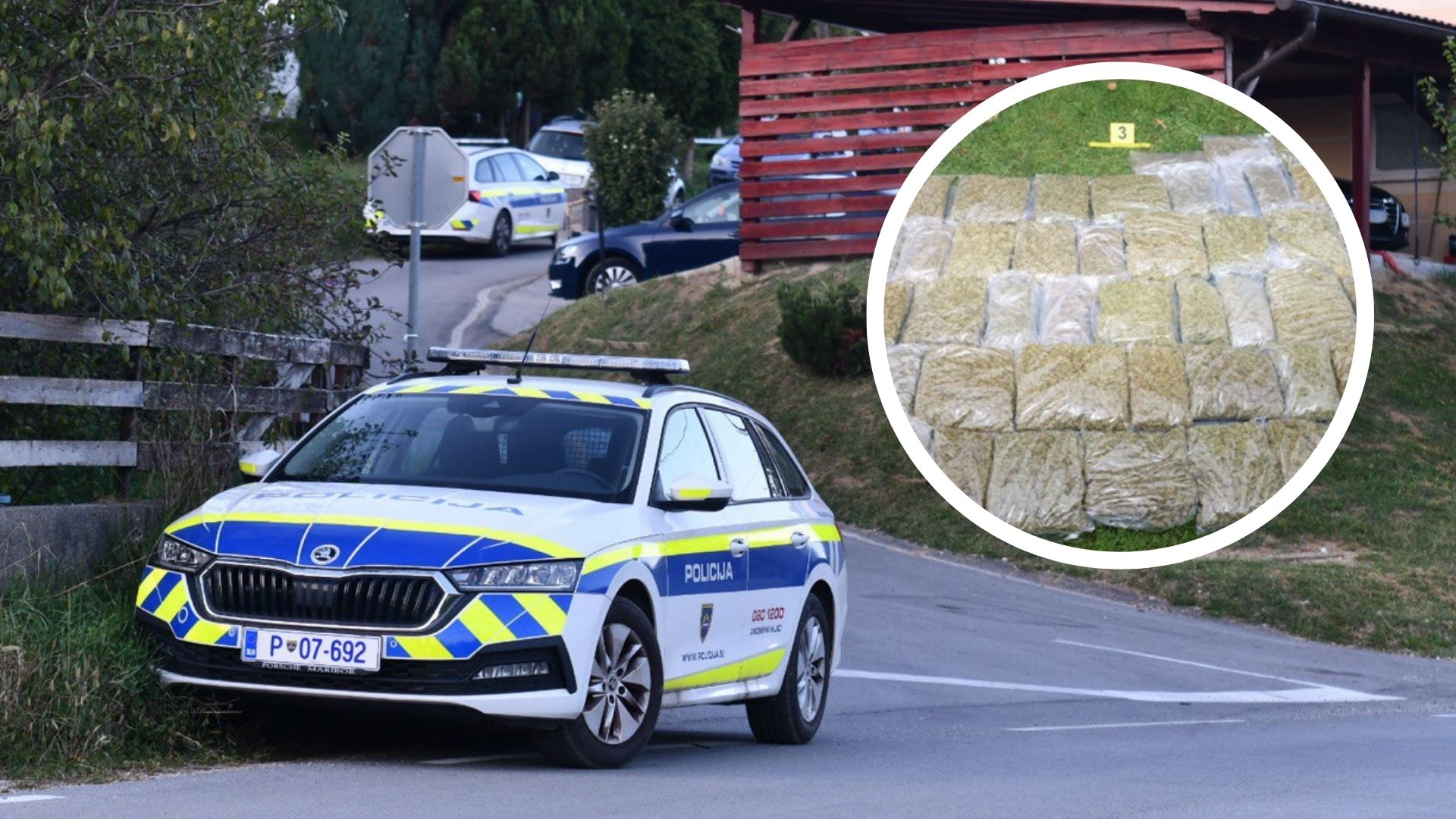 50 kg konoplje, LSD in hladno orožje: Obsežna policijska akcija v Kungoti, 43-letnik priprt