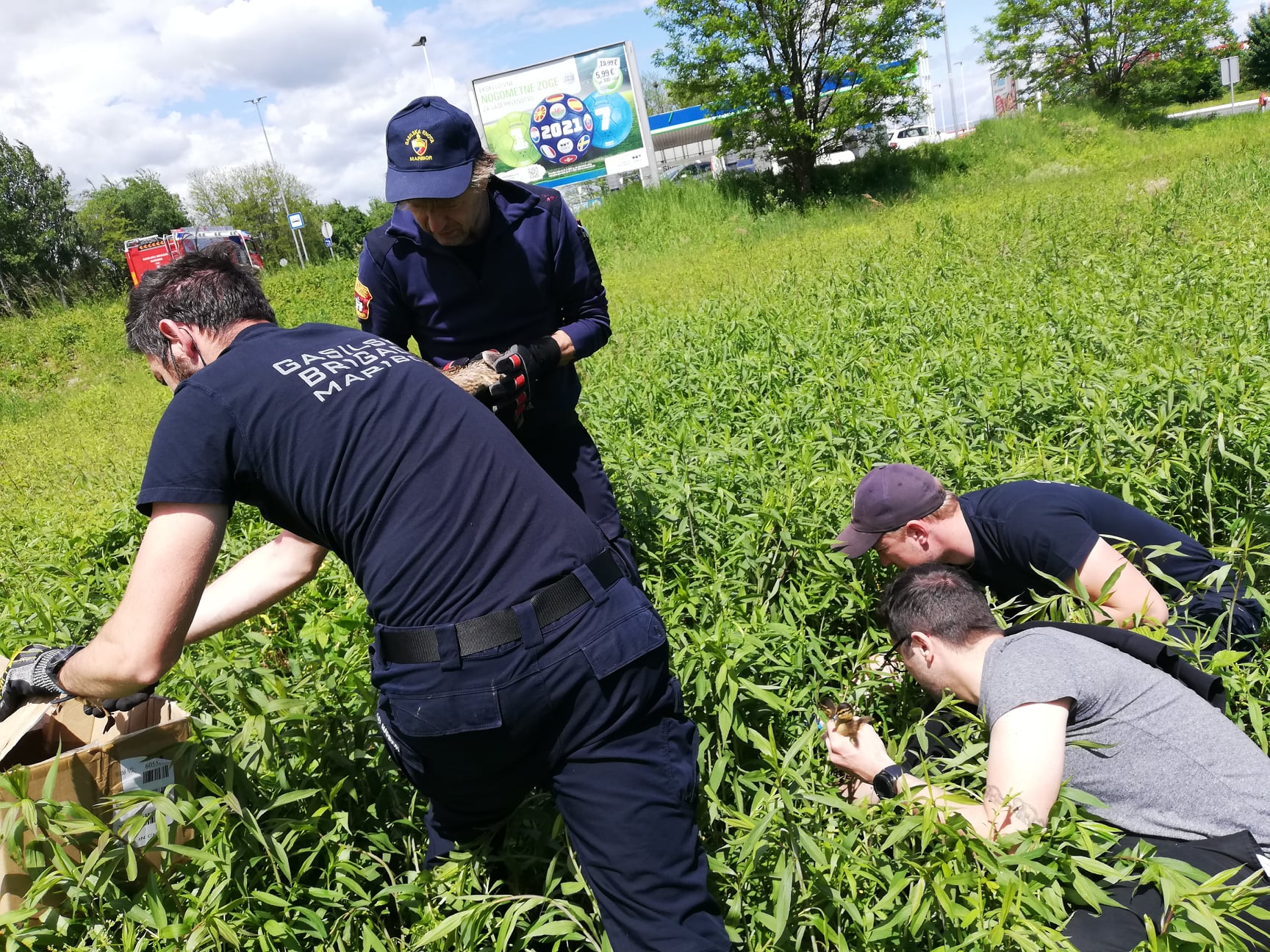 FOTO: V požrtvovalni akciji v Mariboru rešili 13 mladih račk