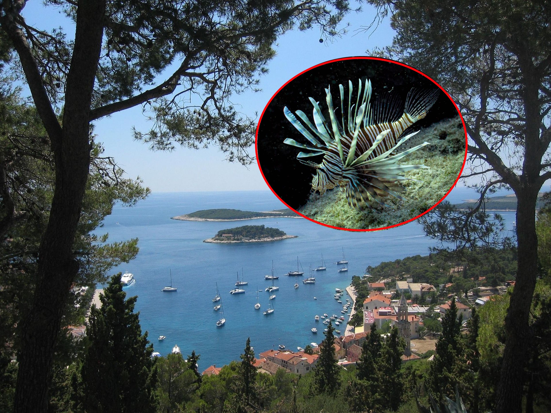 Avstrijci svarijo turiste na Hrvaškem: V Jadranu se hitro širi nevarna strupena riba