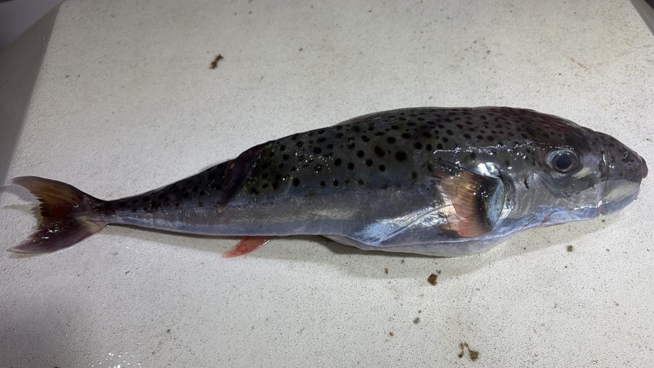 V Jadranu odkrili ribo, ki je lahko smrtno nevarna