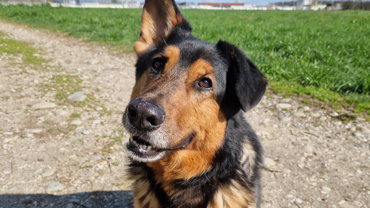 Roki po boleči smrti svoje lastnice že od leta 2024 čaka, da ga nekdo vzljubi tako, kot je bil ljubljen nekoč