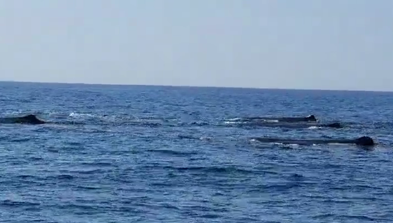 VIDEO: Na Hrvaškem opazili kite glavače