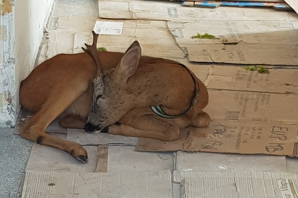 FOTO: Jan s Kmetije sporočil žalostno novico