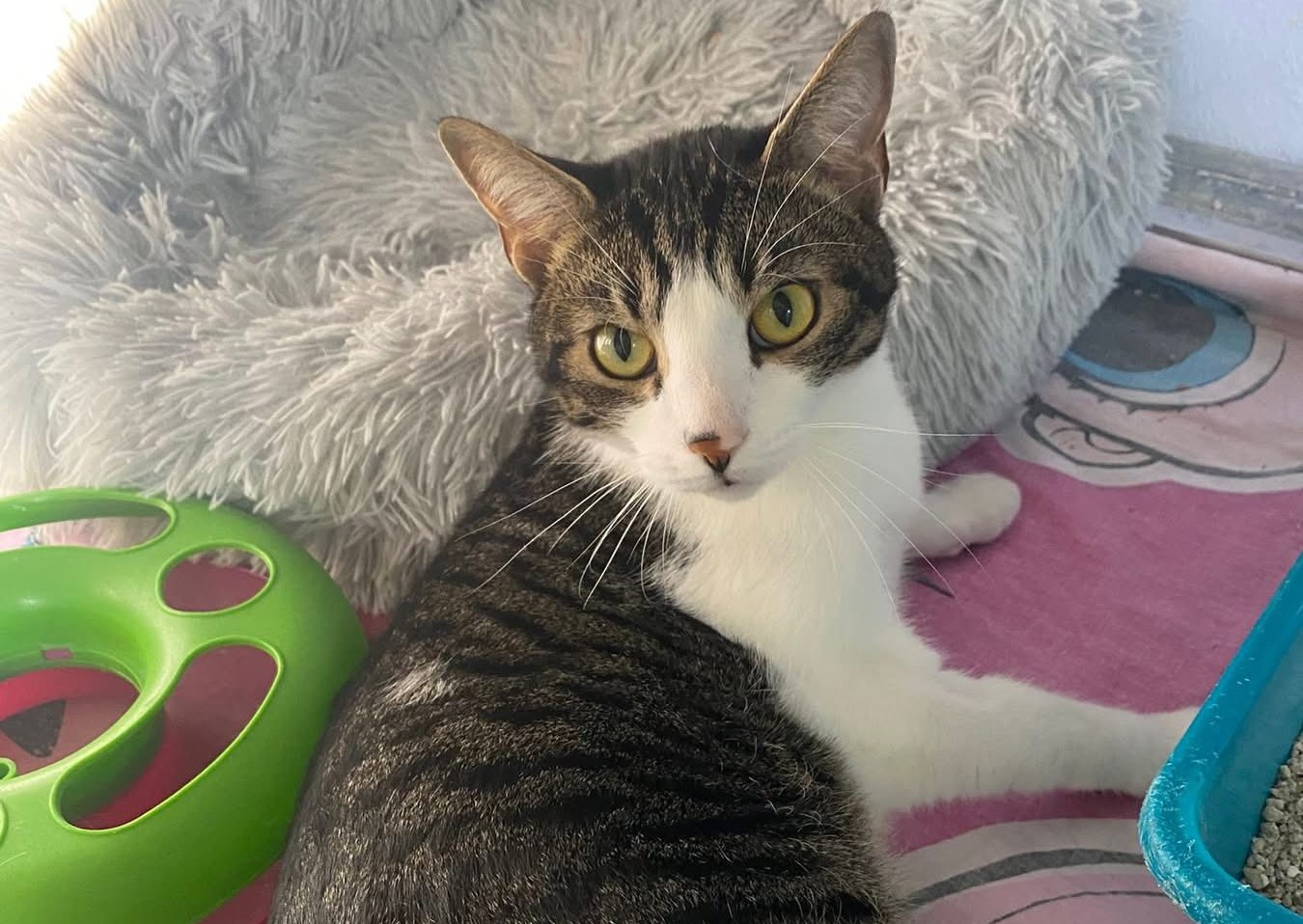 Sid je padel in z zlomljeno čeljustjo ostal sam: Njegova zgodba boli, danes še vedno nima doma