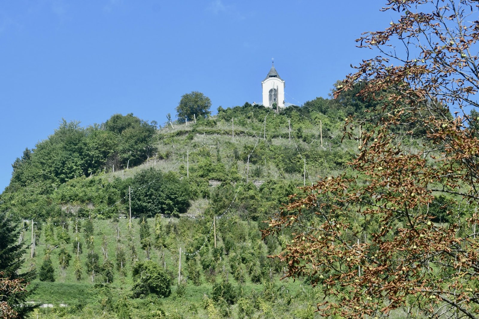 Novi vinogradi na Piramidi: Predvidoma več tolerantnih sort in manj tradicionalnega renskega rizlinga
