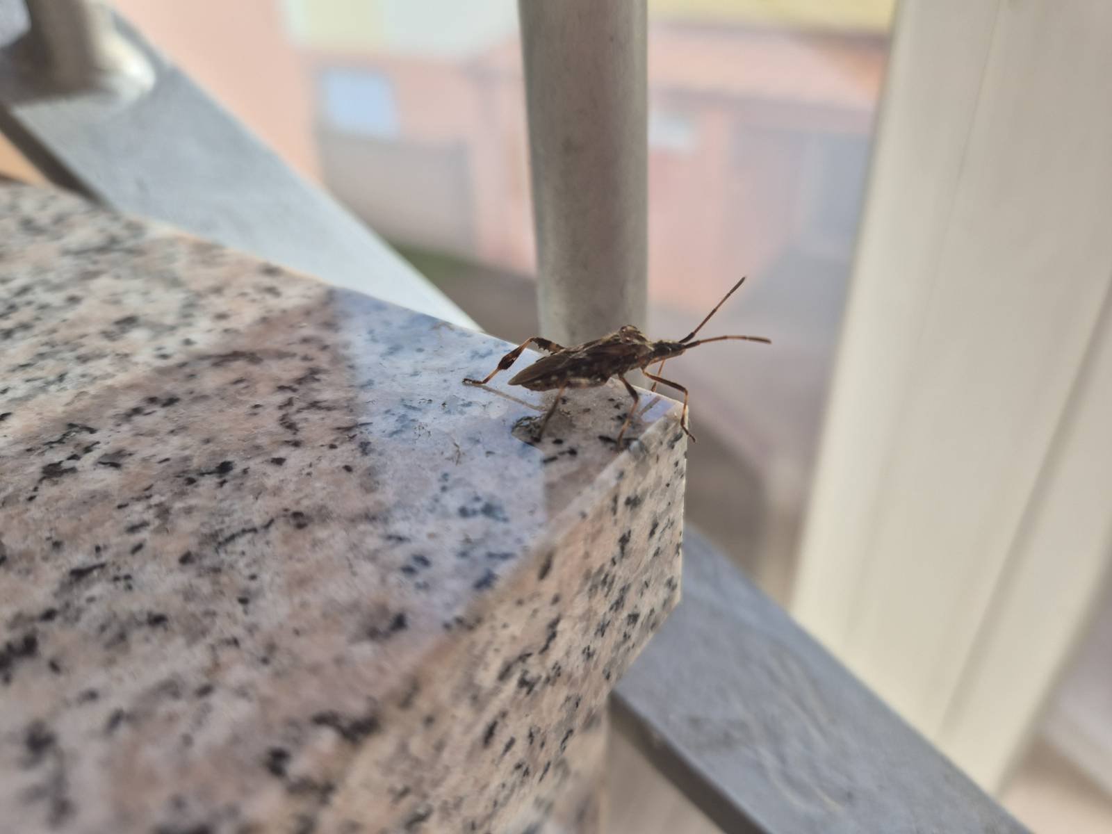 Ste jo že opazili? Ta stenica, ki jo vsi zamenjujejo za smrdljivca, je nevarnejša, kot si mislite