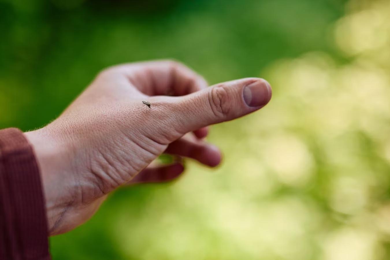 Znanstveniki odkrili 30 novih virusov, ki jih prenašajo komarji in klopi