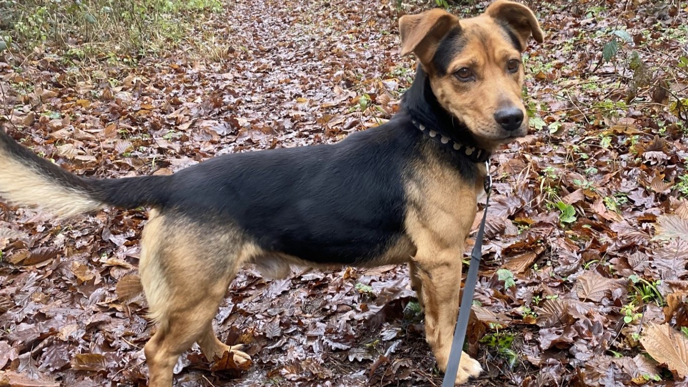 Energičen in mladosten Snoopy vsak dan potrpežljivo čaka, da ga bo nekdo vzel za svojega