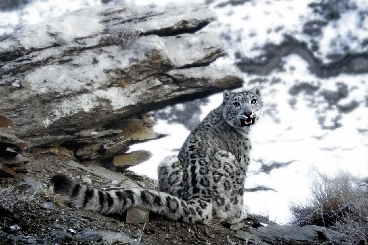 Zaradi covid-19 umrli trije snežni leopardi