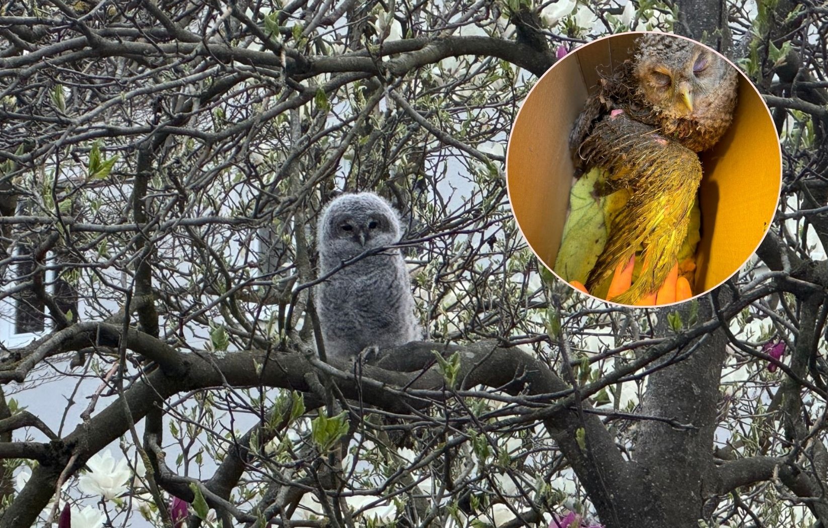 Majhna sovica, ki je bila v Mestnem parku, se po napadu bori za življenje