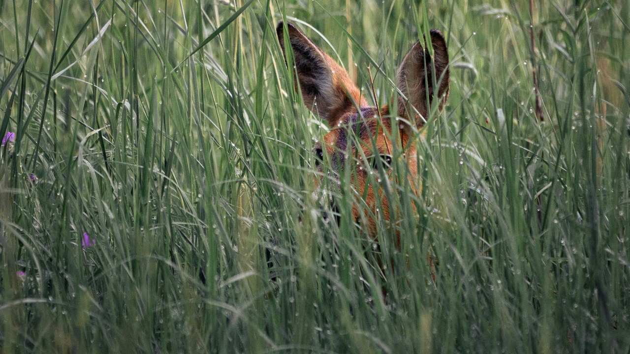 Pazite na mlade srne, pomladna košnja na travnikih je lahko zanje pogubna