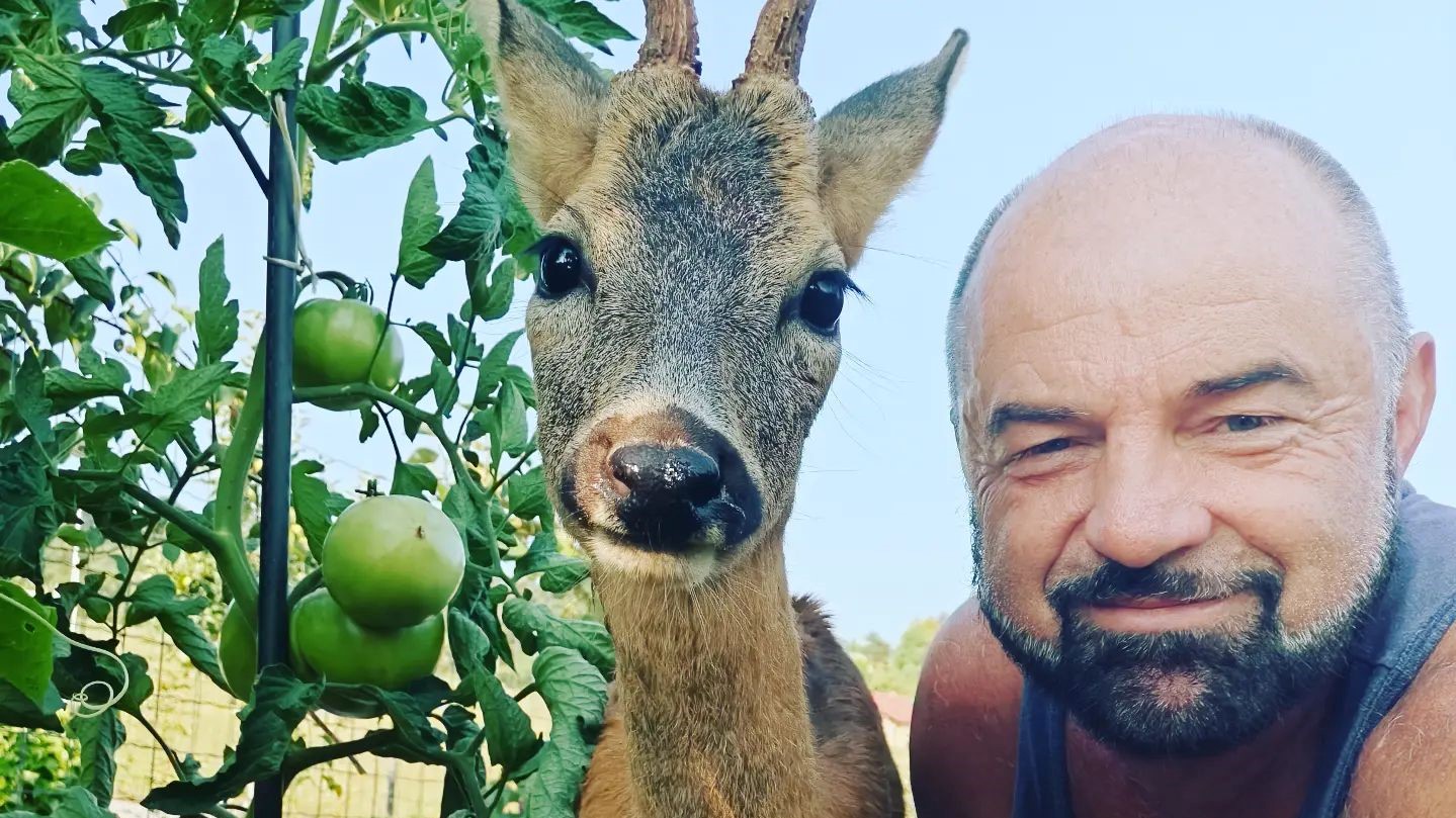 Srnjaček Miško iz Frama: &#8220;Ne ustrelite me, saj sem svoboden in nikomur nočem žalega&#8221;