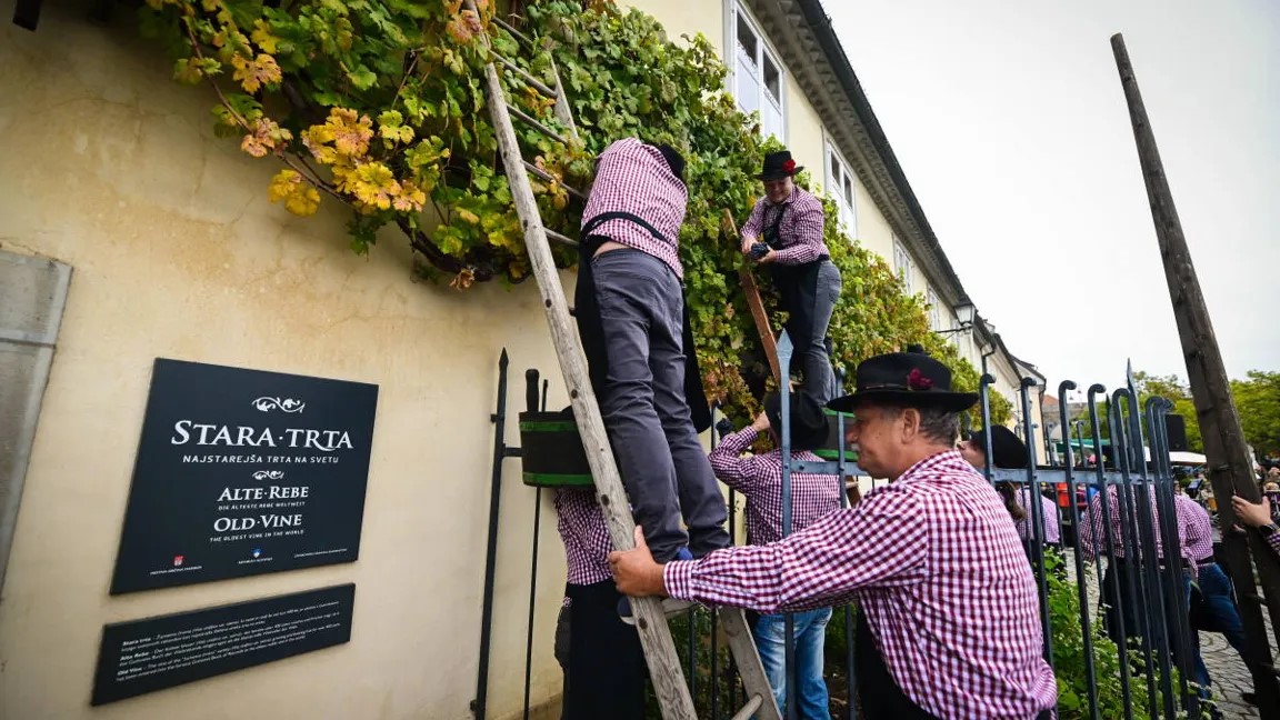 Vsaka skrb je bila odveč: Mariborska trta ostaja najstarejša žlahtna vinska trta