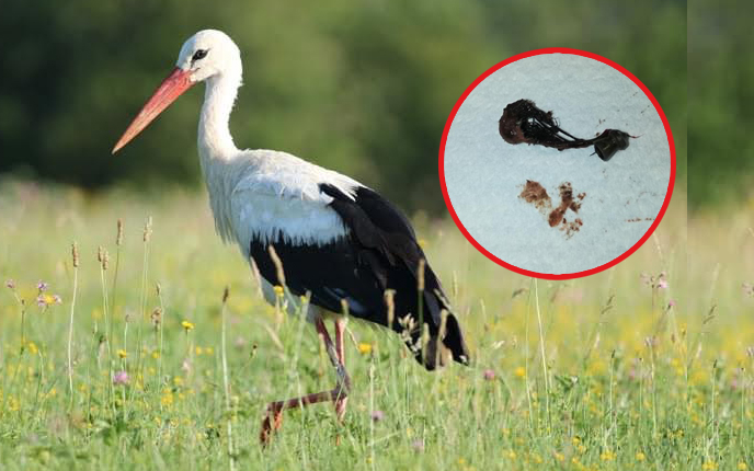 FOTO: V vasi štorkelj neznanec z zračno puško ubil štorkljo