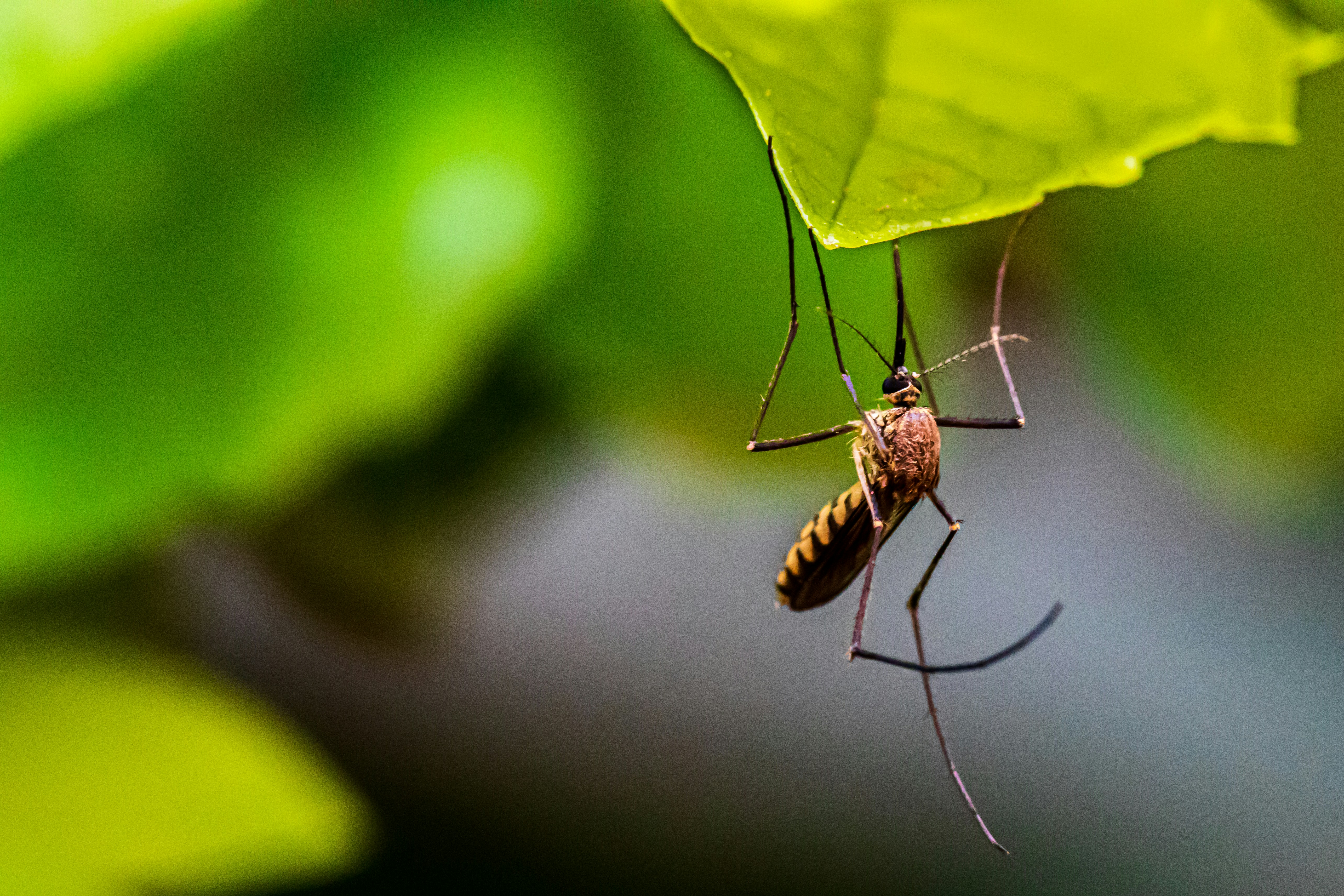 Kako se rešiti nadležnih komarjev, ki nam dobesedno pijejo kri
